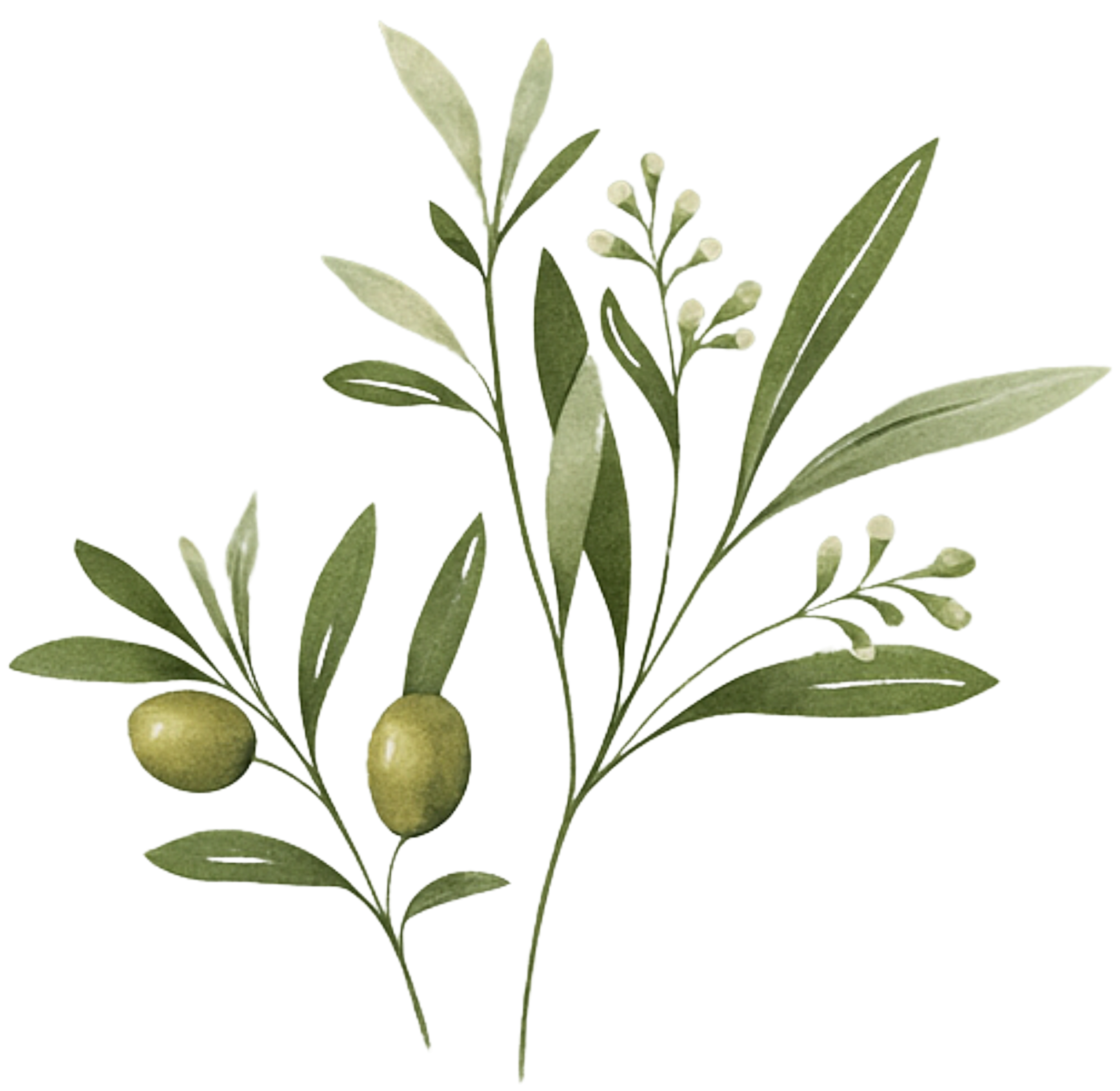 olive branch